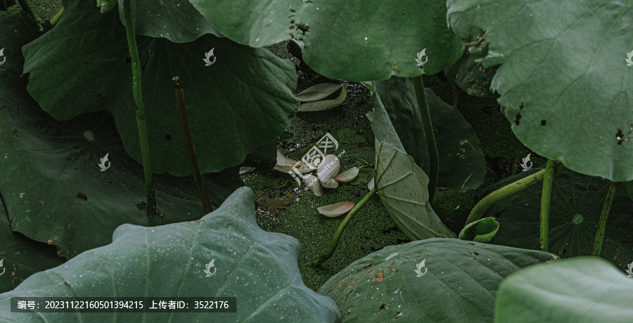 浮萍枯荷