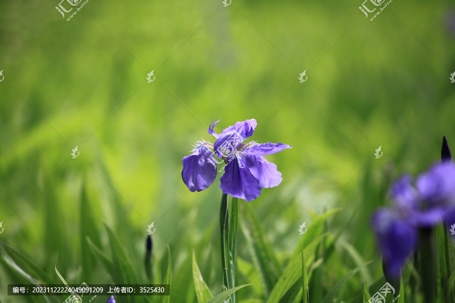 鸢尾花