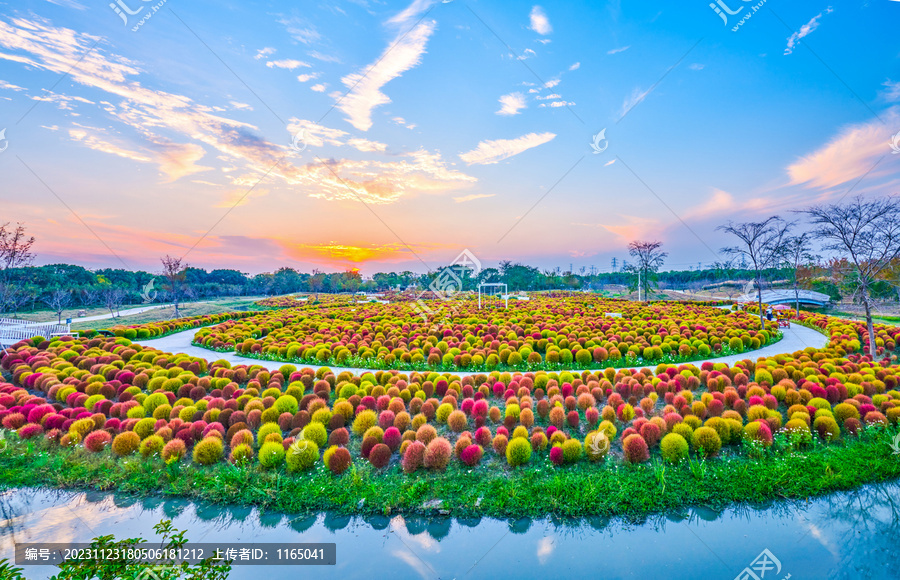 地肤草花海