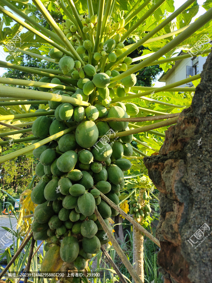 木瓜树