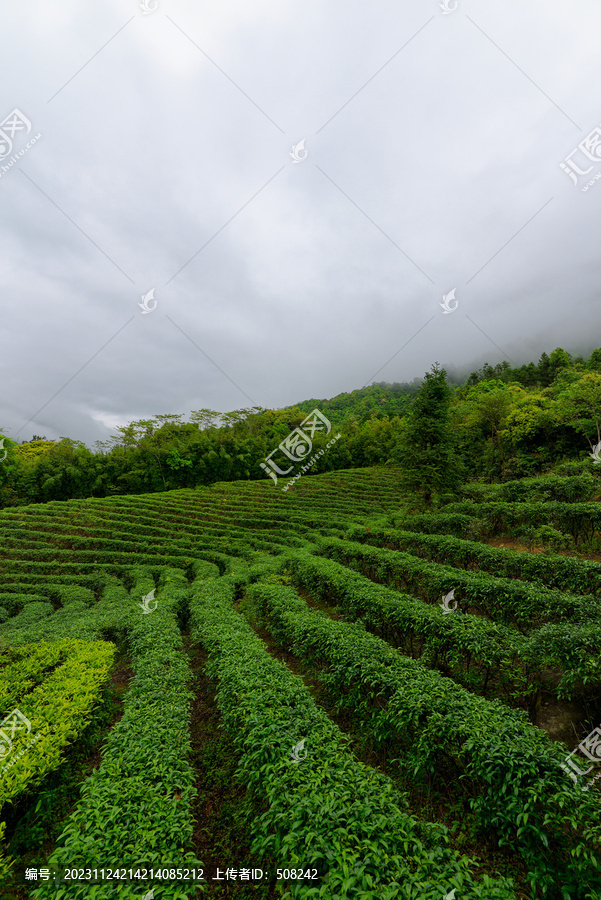 高山茶田