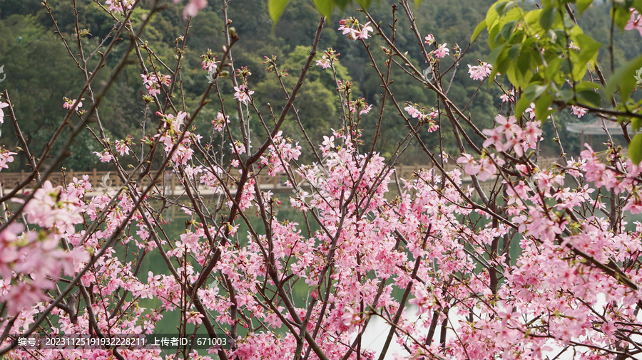 樱花