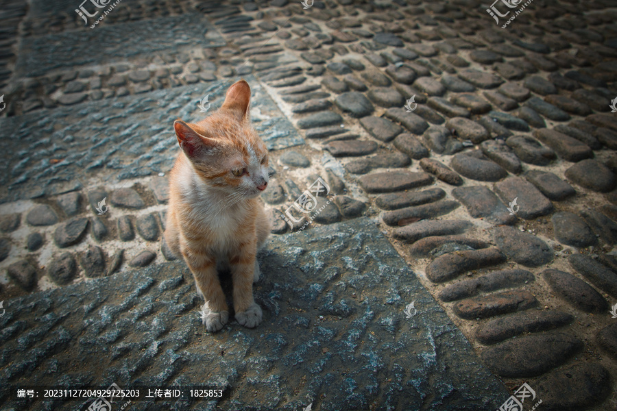 卵石路猫