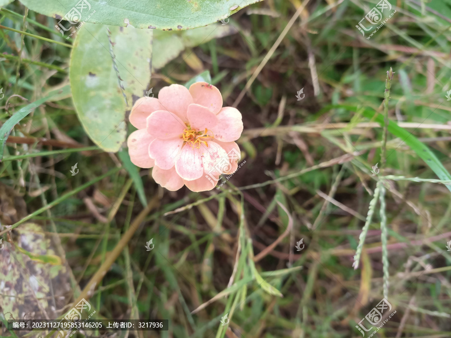 百日菊