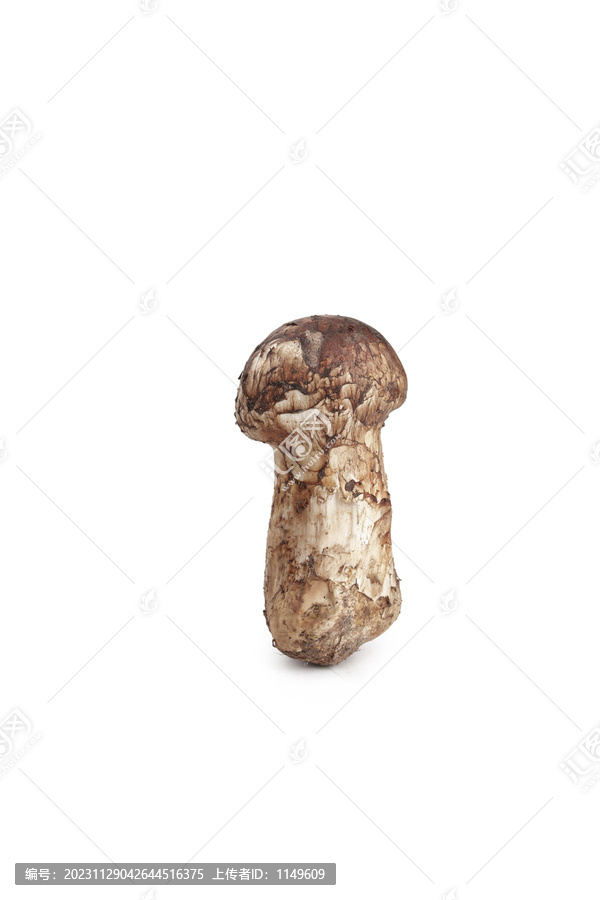 白底上的松茸菇