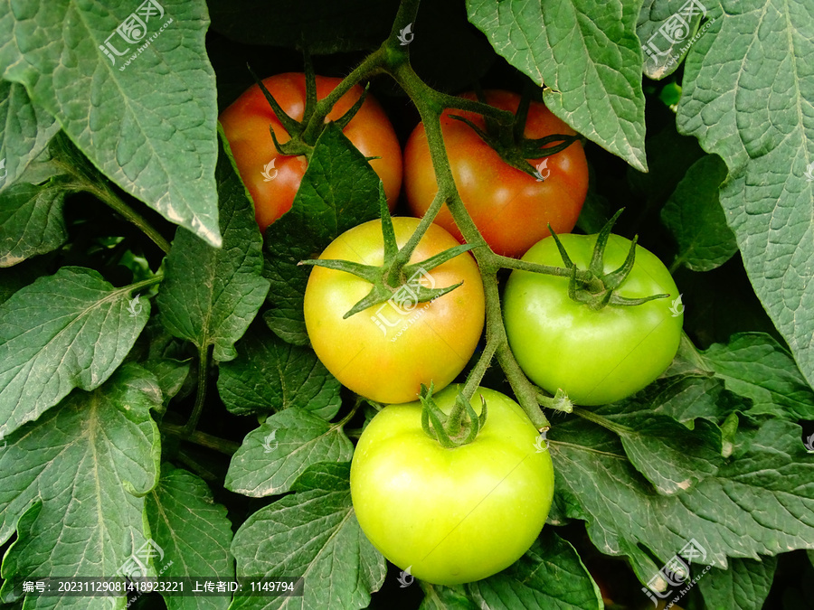 沙地番茄种植