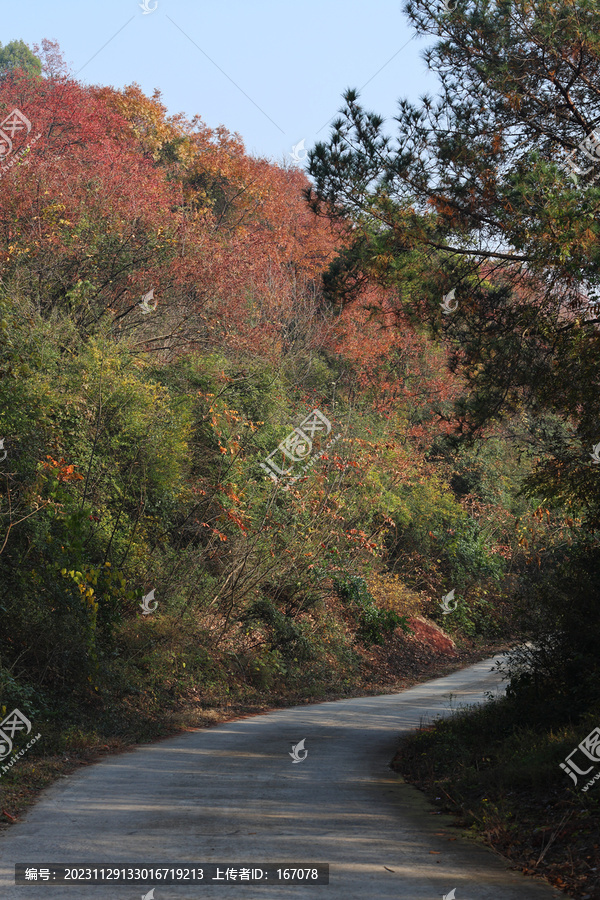 红叶小路