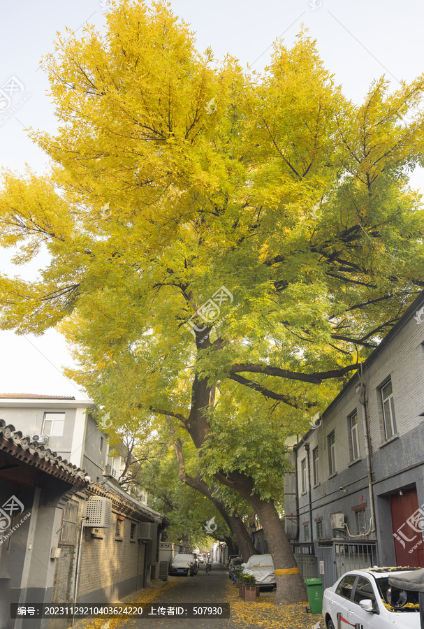 北京胡同秋景