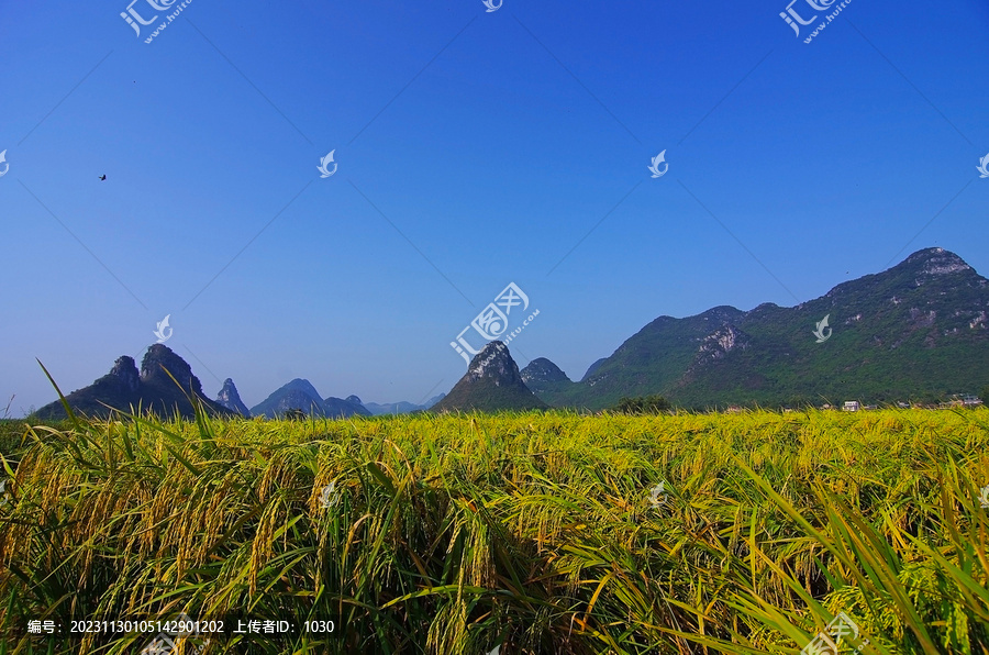 水稻稻谷
