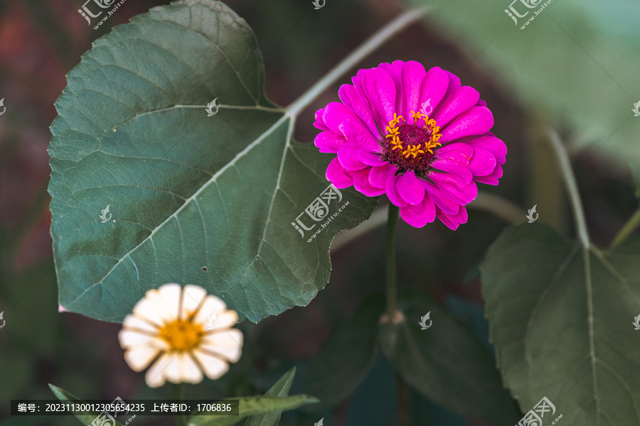 百日草百日菊步步高