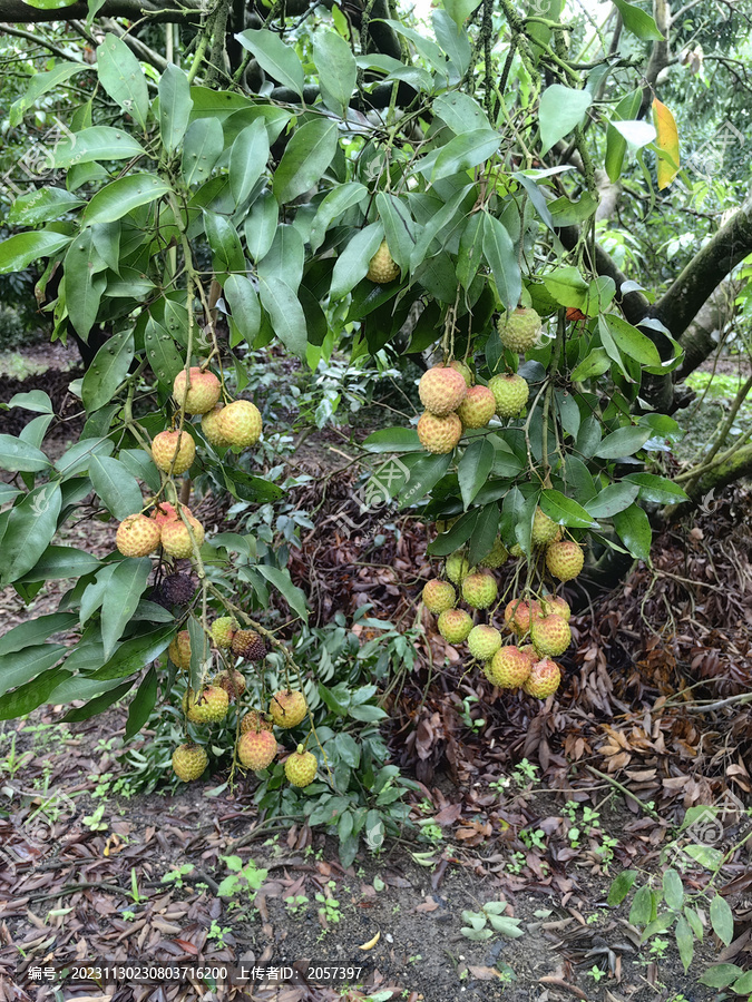 树上的桂味荔枝