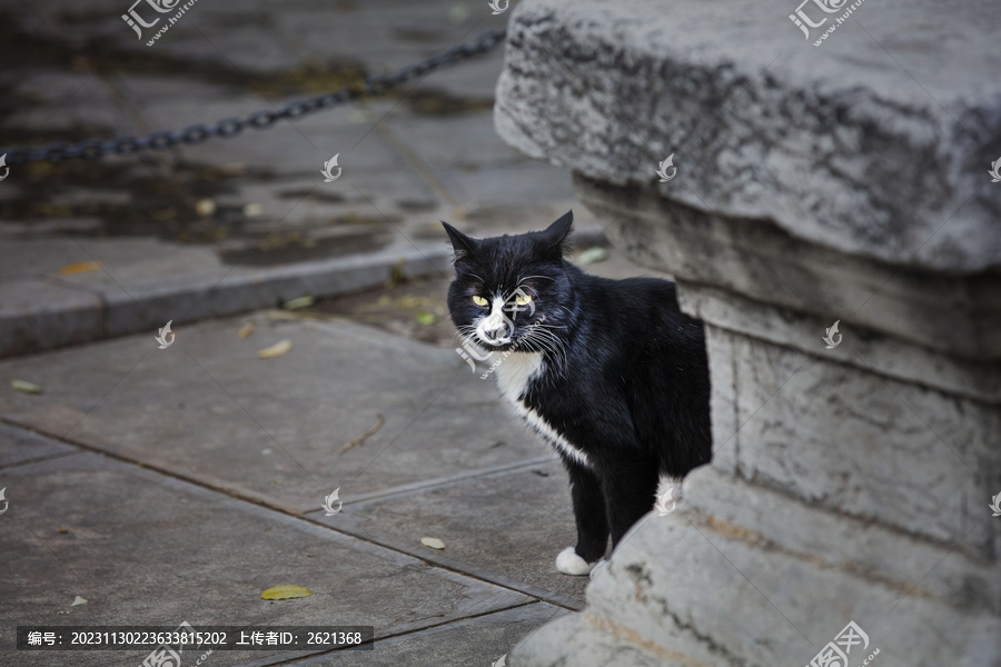 一只黑猫咪