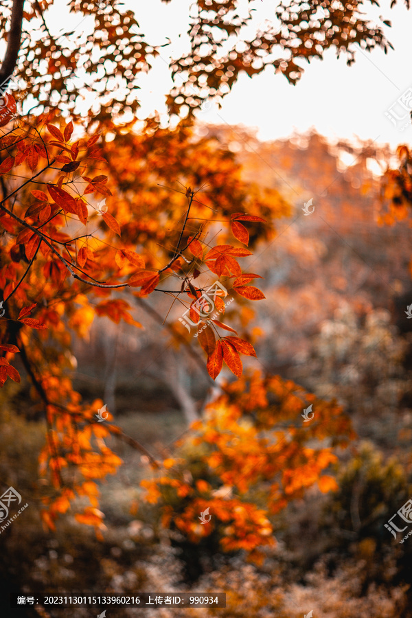 橡胶树