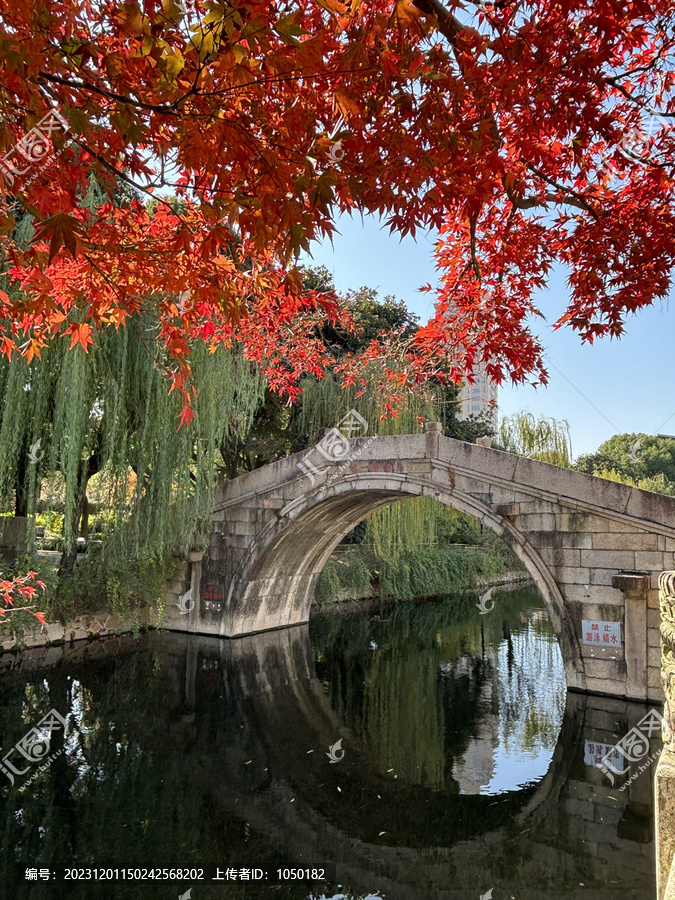 古典园林红枫季节