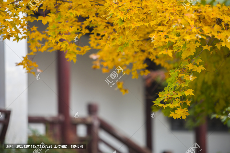 秋天枫叶