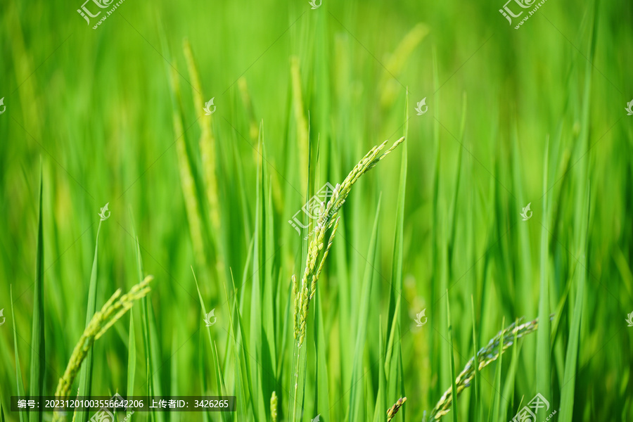 稻田里的水稻