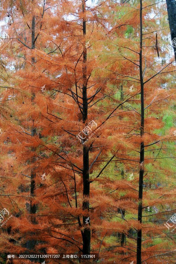 秋天的树林