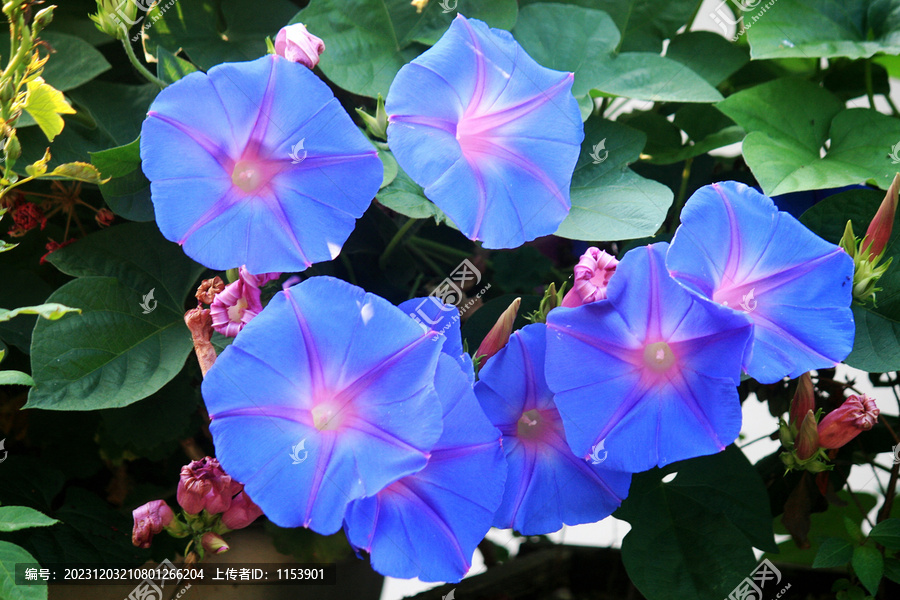 牵牛花