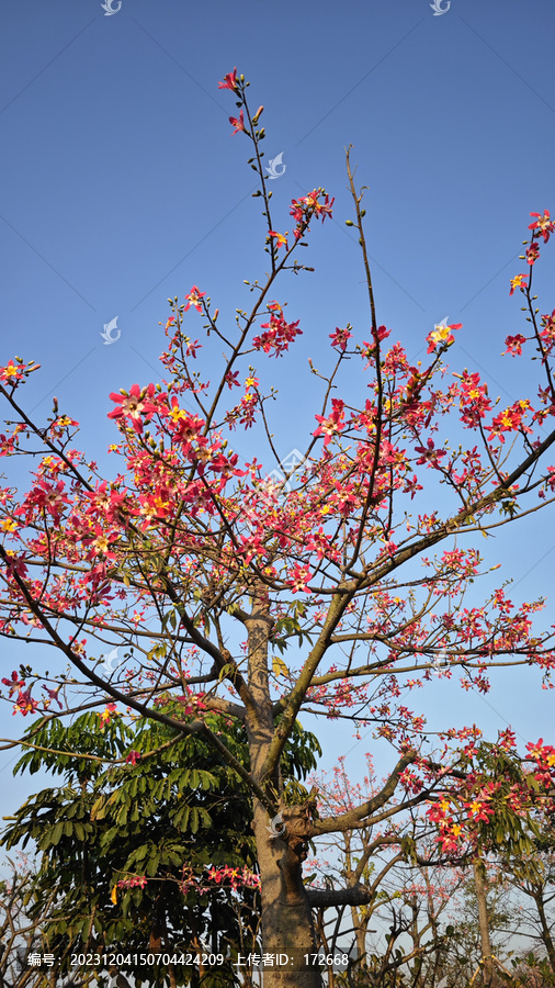 异木棉花