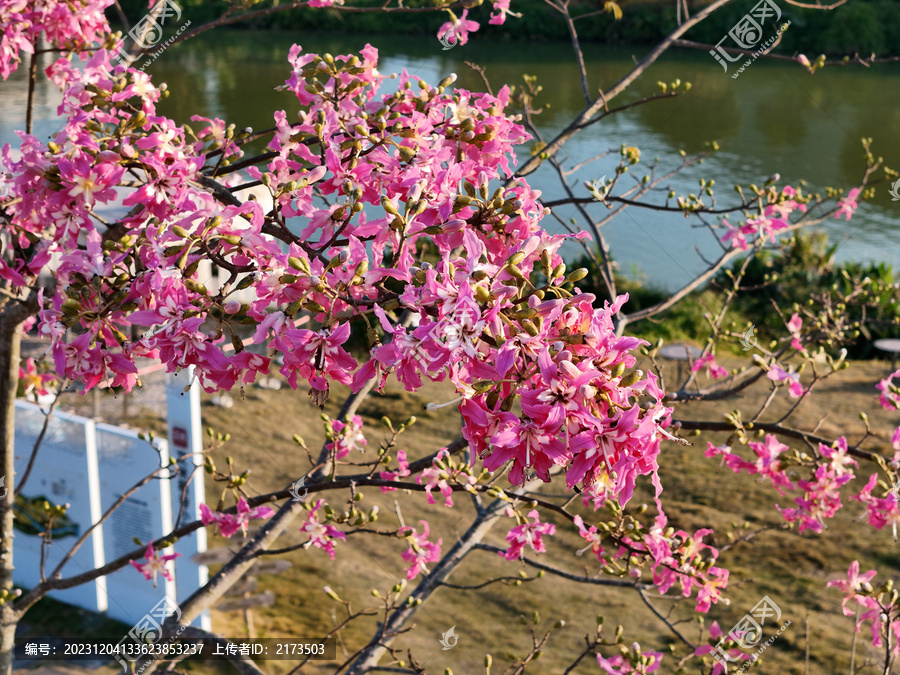 繁花盛开