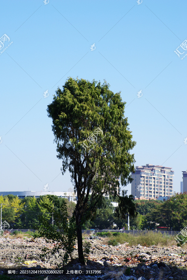 拆迁区孤单松树