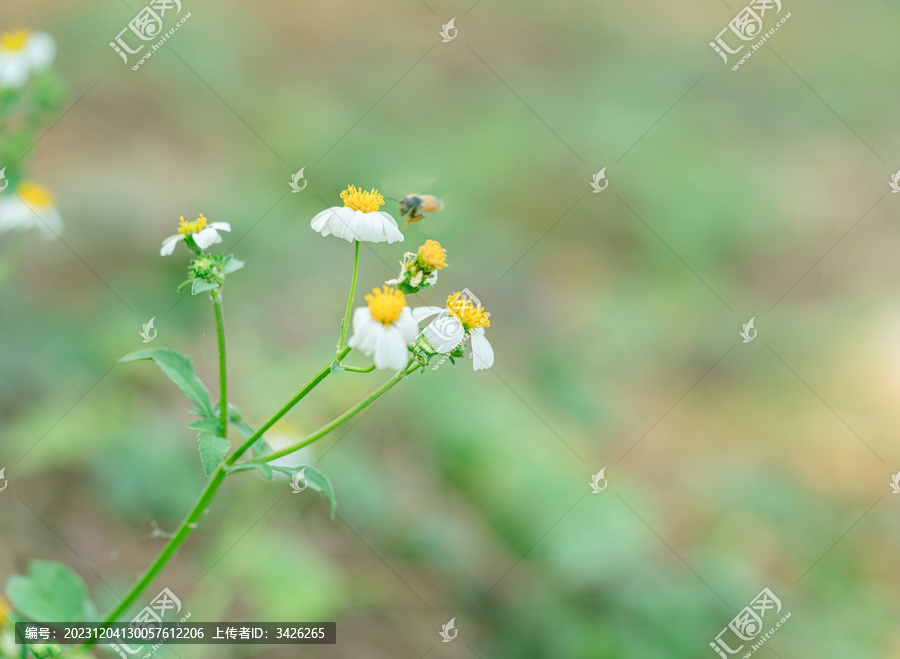 蜜蜂在花上授粉的特写镜头