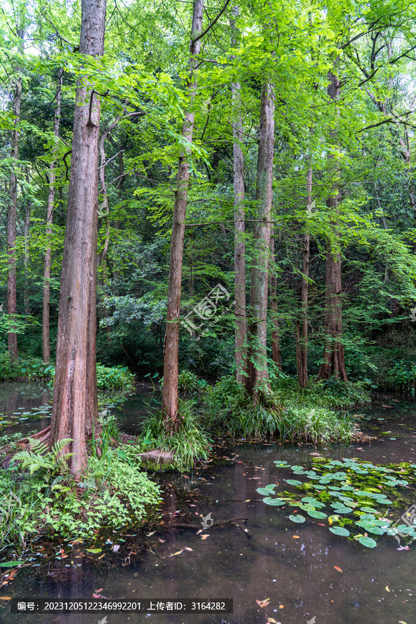 杭州水杉风景