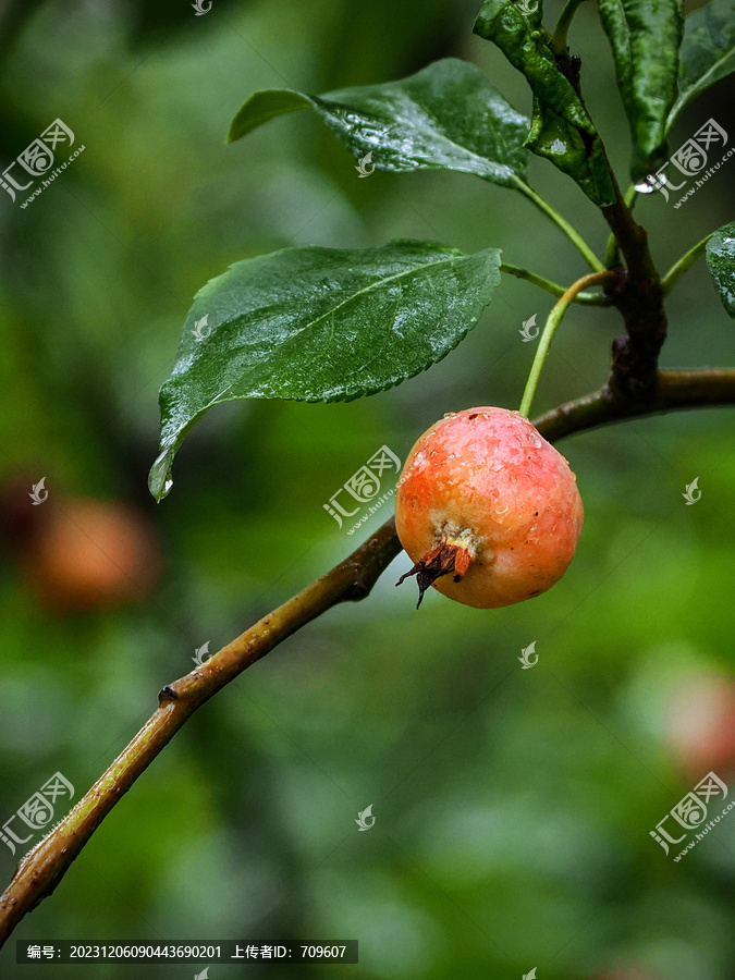 雨中海棠