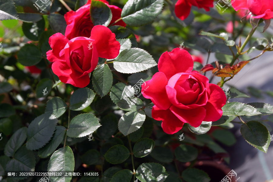 月季花特写月季花