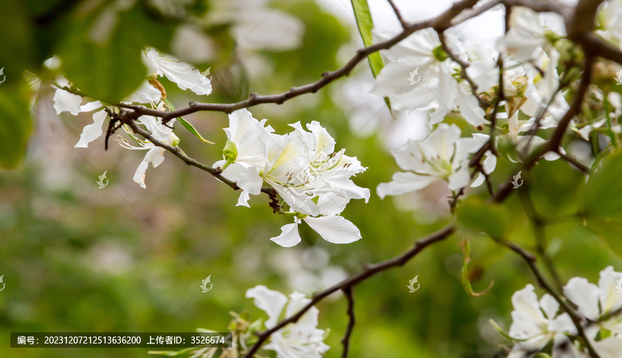 白紫荆花