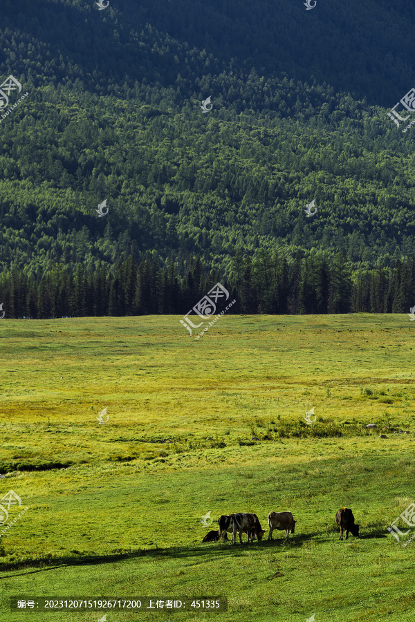 新疆喀纳斯风景