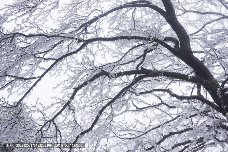 雪中情韵