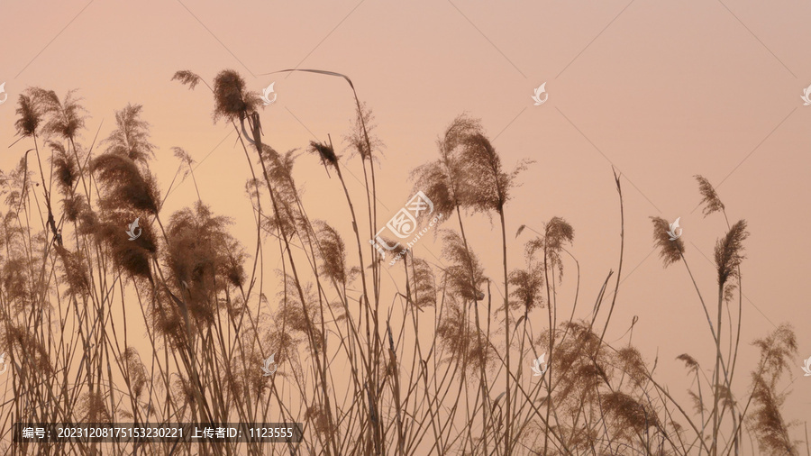 夕阳芦苇