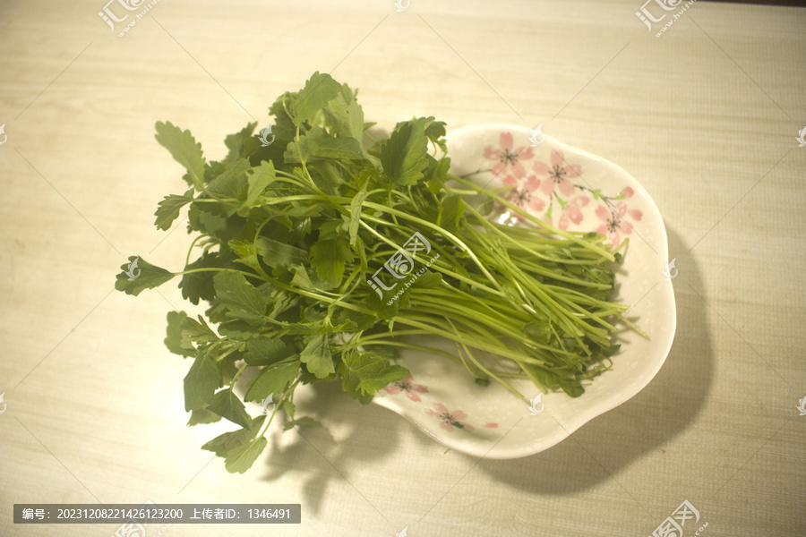 草本植物益母草