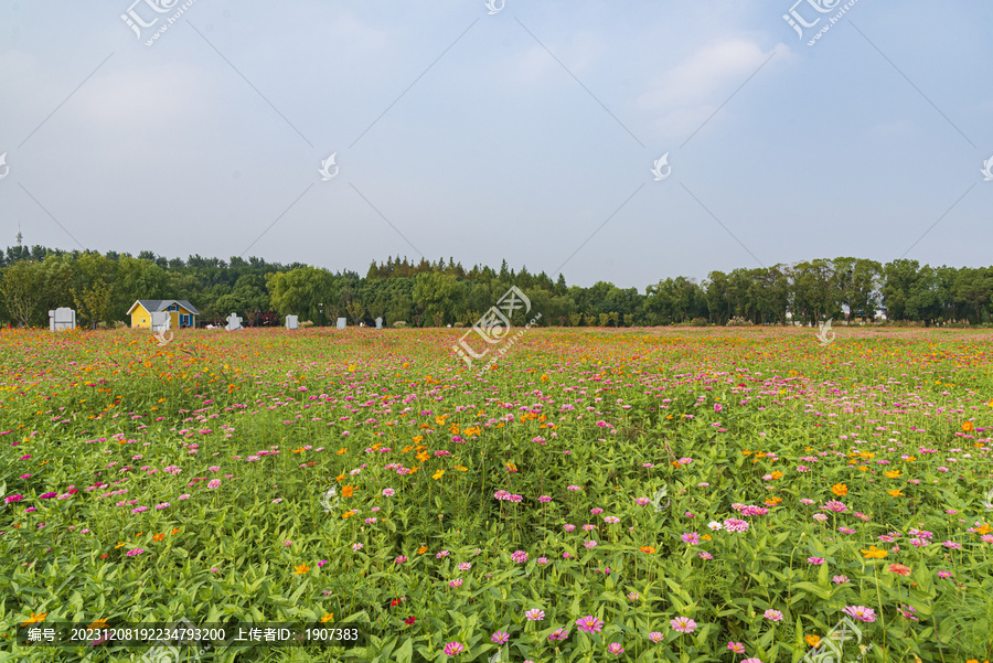 花圃花卉