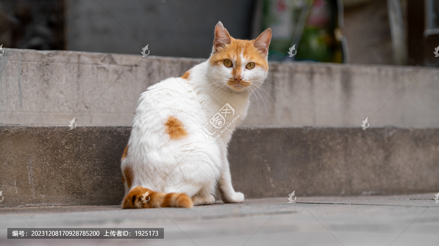 宠物猫特写