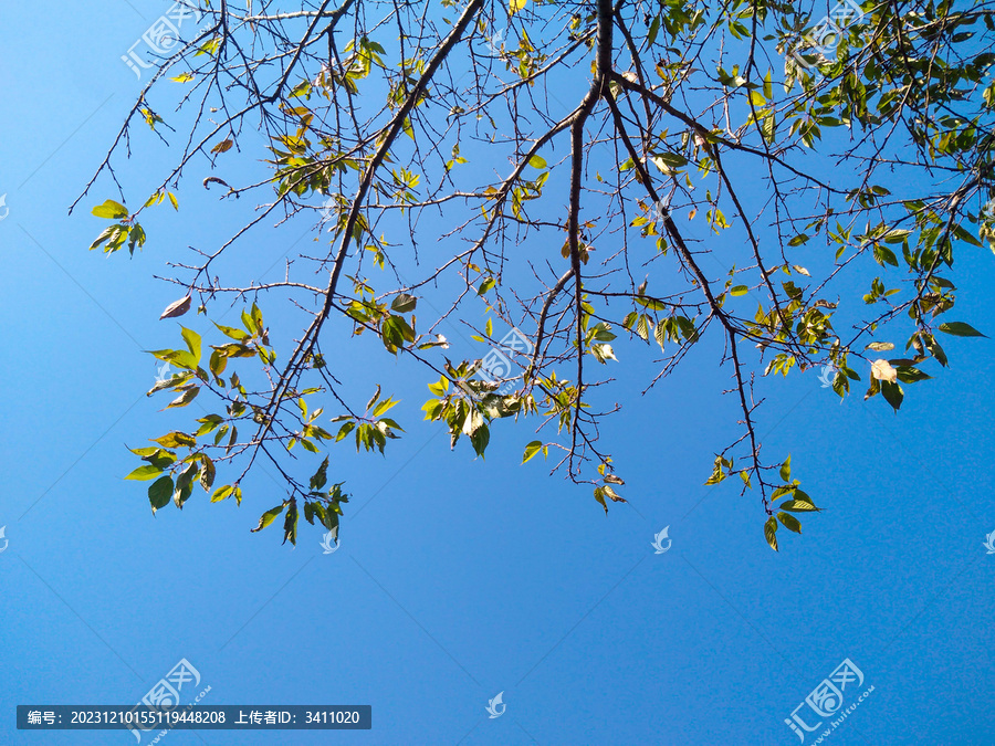 秋天樱花树枝