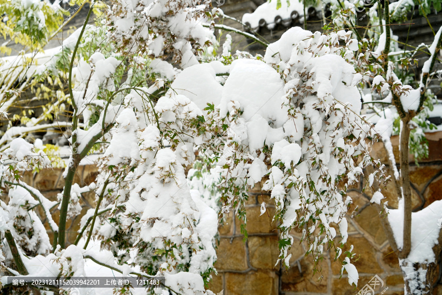 雪压枝头