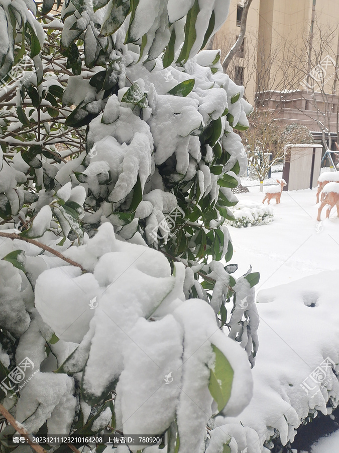 雪地