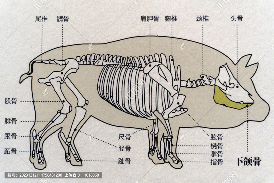 猪骨骼结构