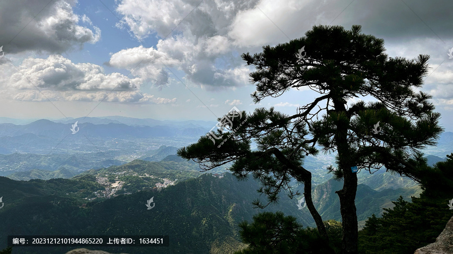 九华山迎客松