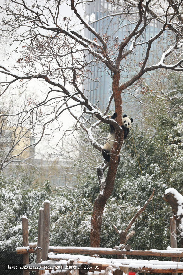 北京动物园熊猫馆大熊猫爬树玩雪