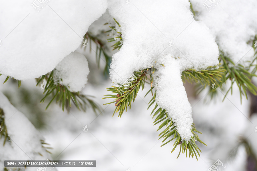 雪松