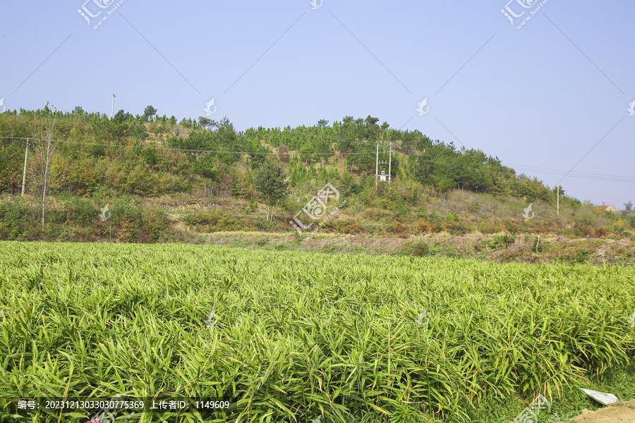 小黄姜产地