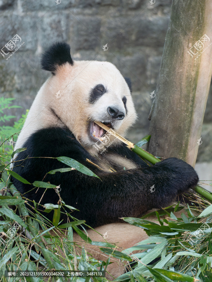 大熊猫张着嘴吃着竹子