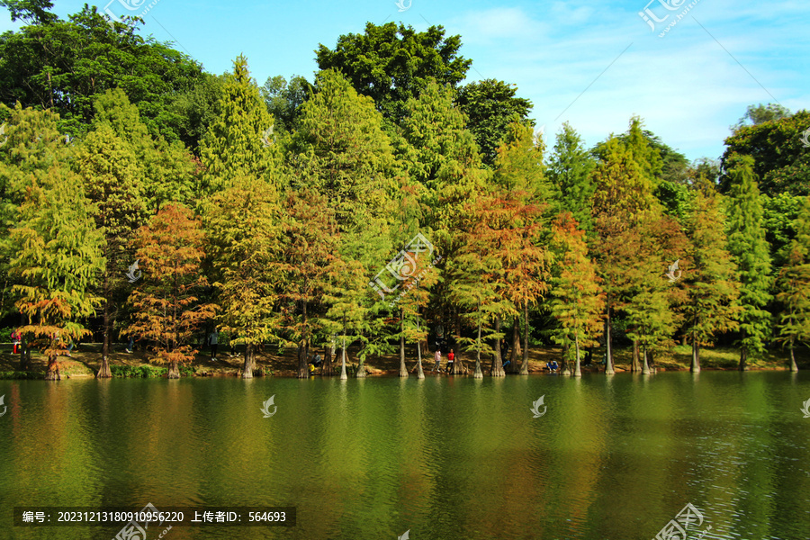 湿地风景