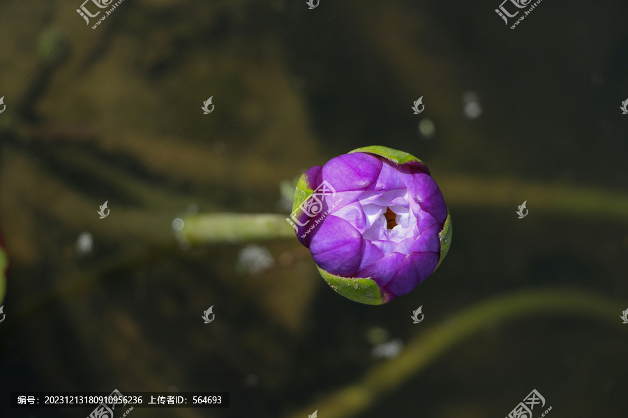 紫睡莲花苞