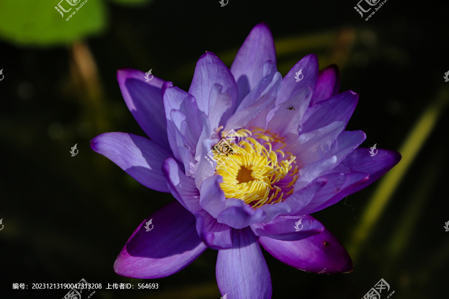 紫睡莲