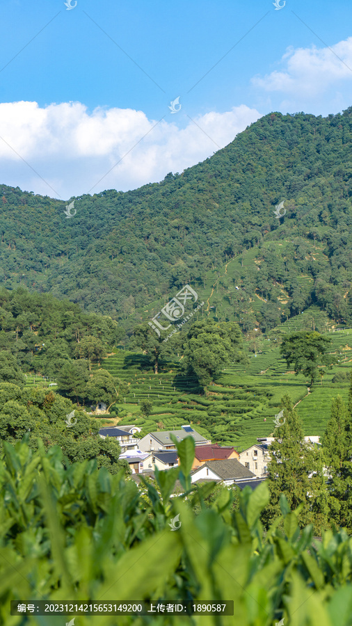 户外茶山田园自然风景