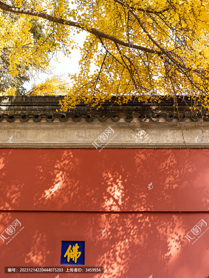 红墙和金黄色的银杏